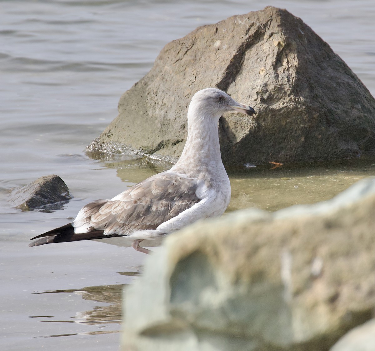 racek západní - ML644664423