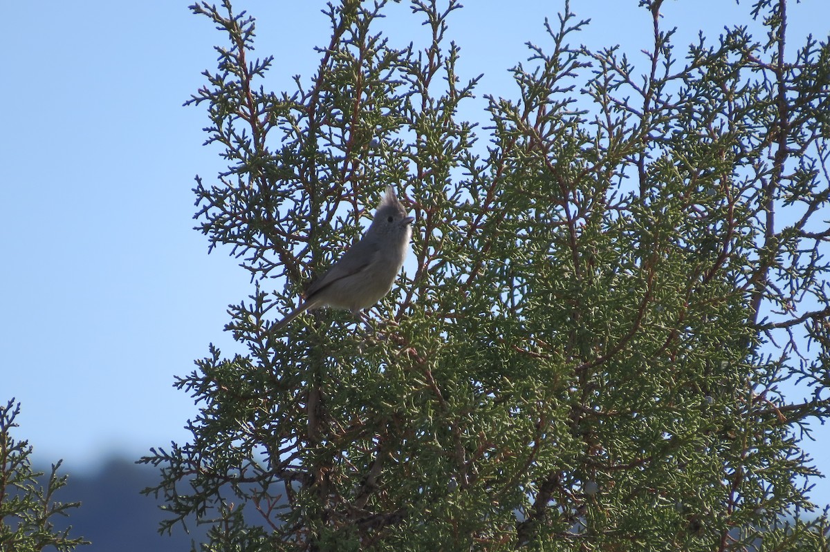 Juniper Titmouse - ML644664425