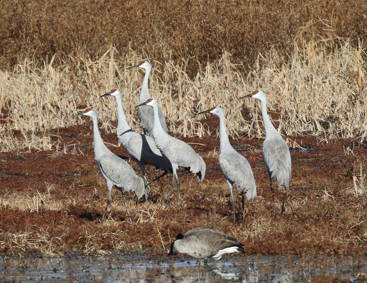 Sandhill Crane - ML644664432