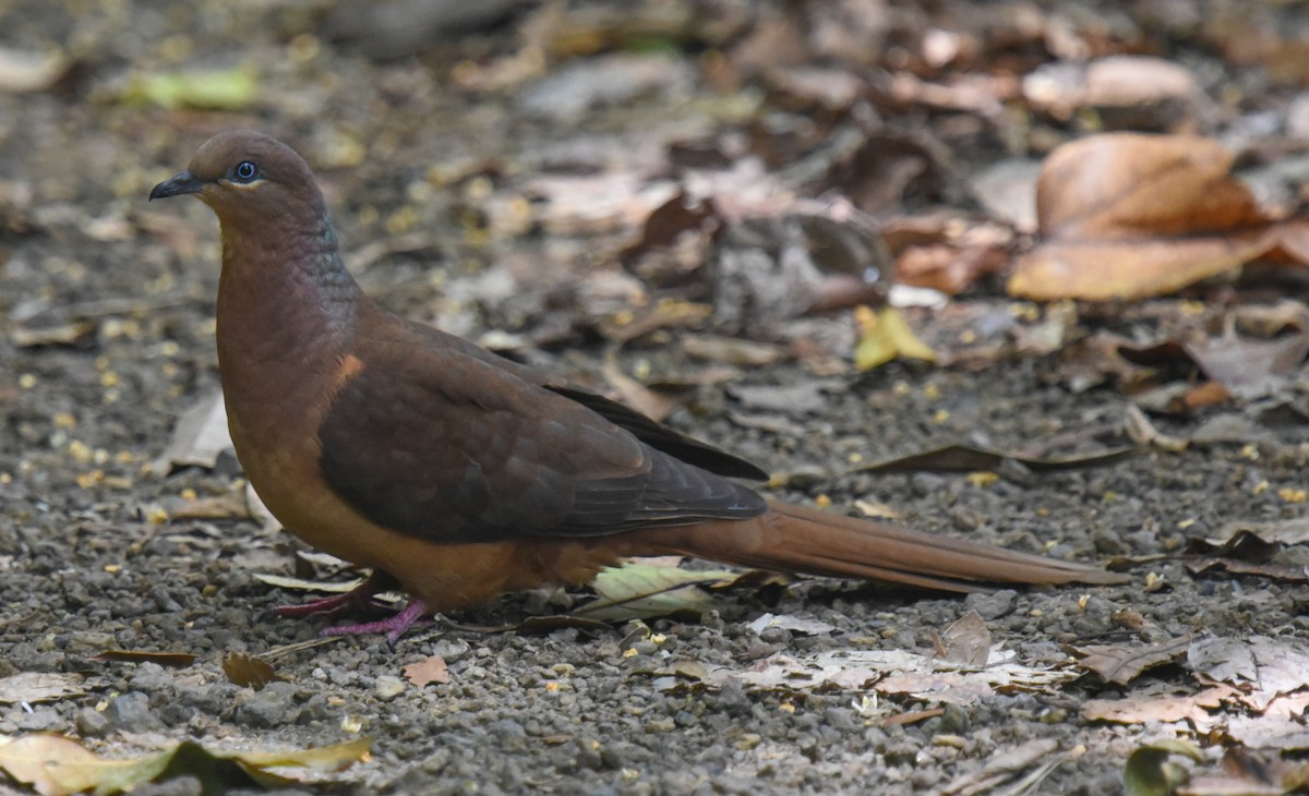 Brown Cuckoo-Dove - ML644664433