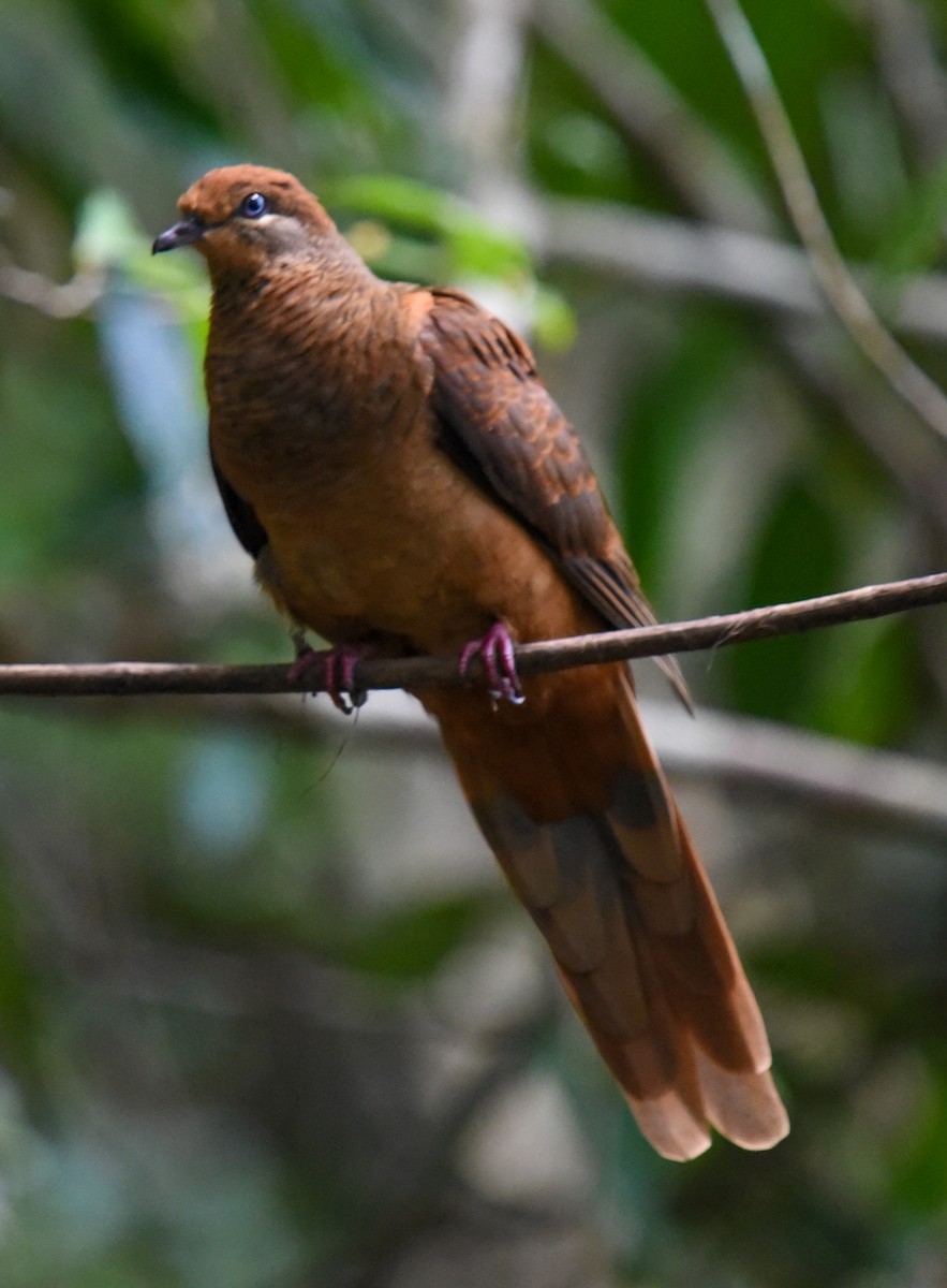 Brown Cuckoo-Dove - ML644664434