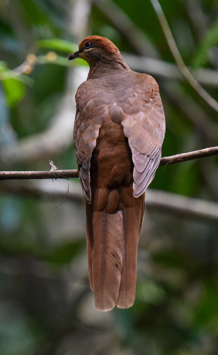 Brown Cuckoo-Dove - ML644664435
