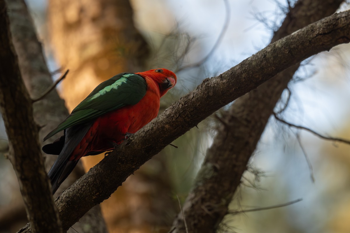 Australian King-Parrot - ML644664436