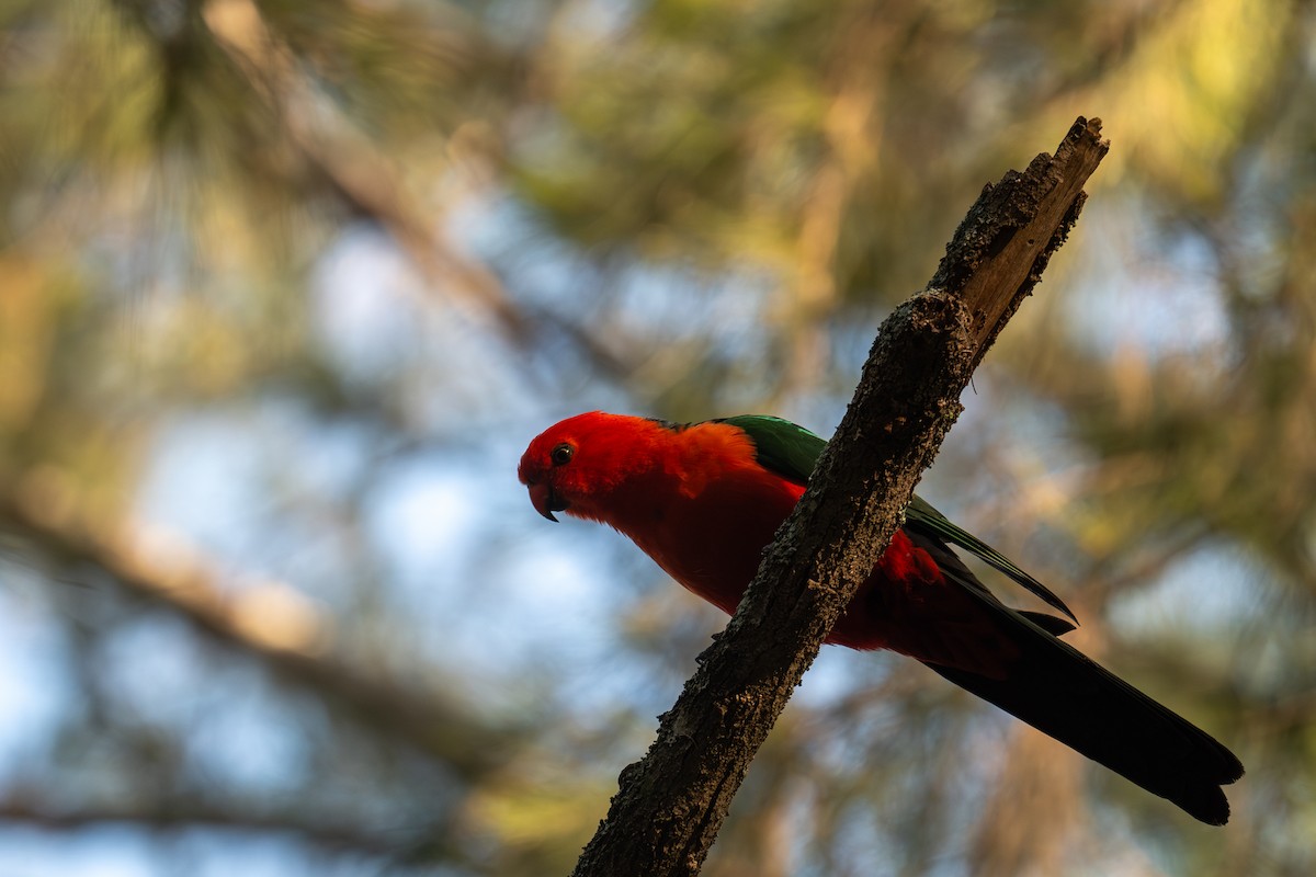 Australian King-Parrot - ML644664437