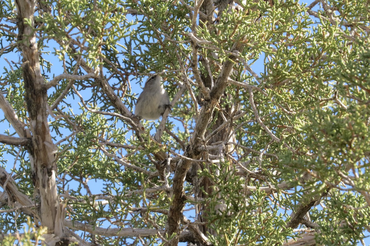 Bewick's Wren - ML644664446