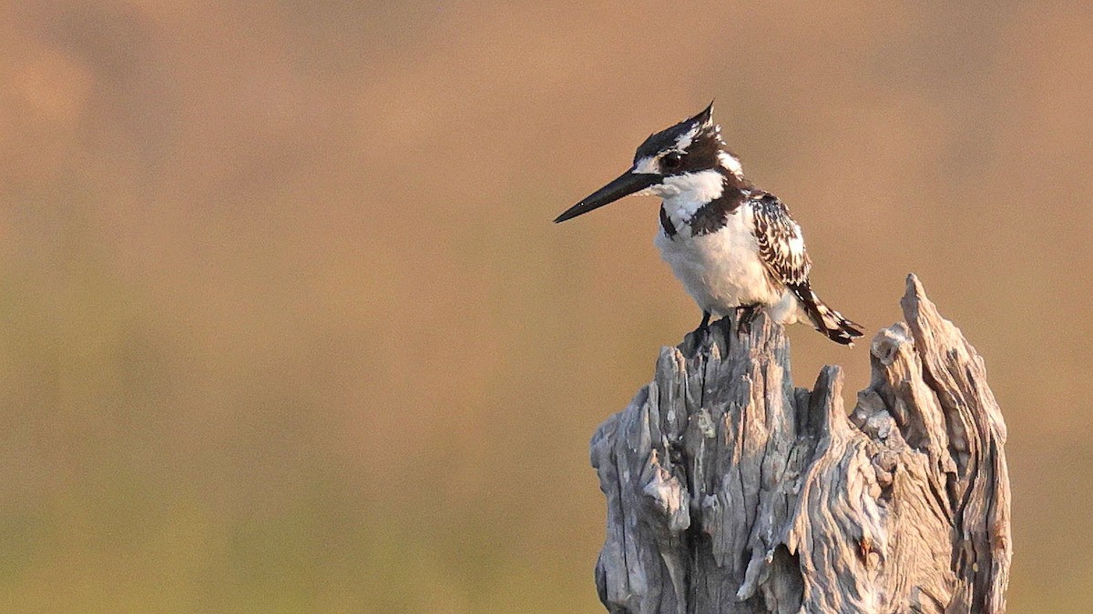 Pied Kingfisher - ML644664448