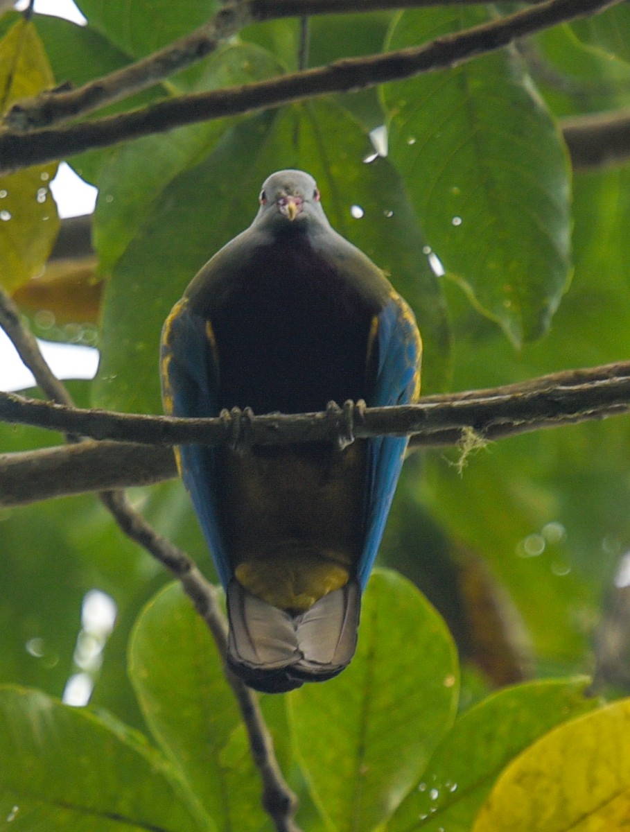 holub čarokrásný - ML644664449