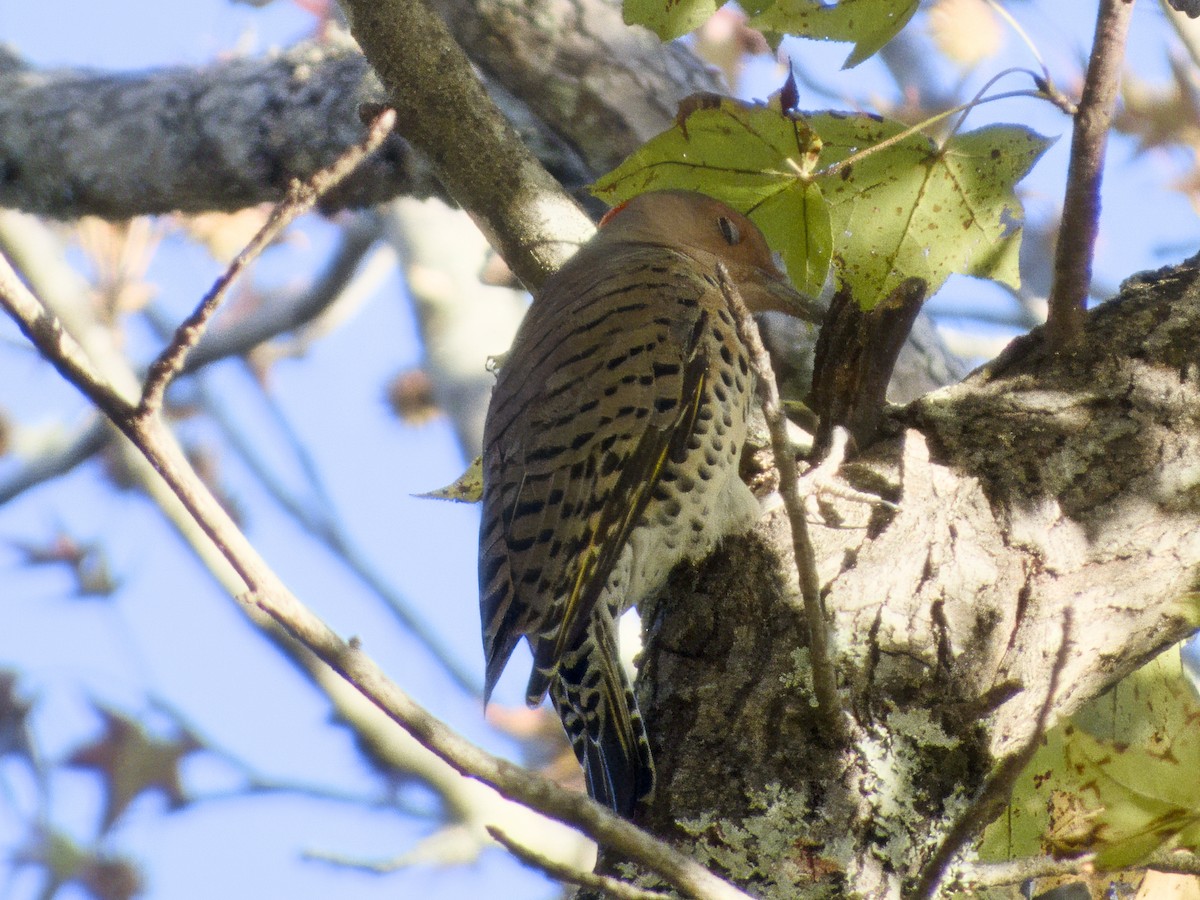 Northern Flicker - ML644664455