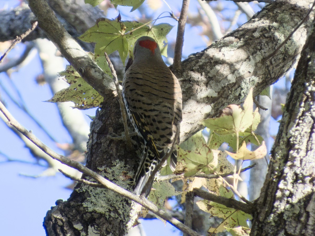 Northern Flicker - ML644664456