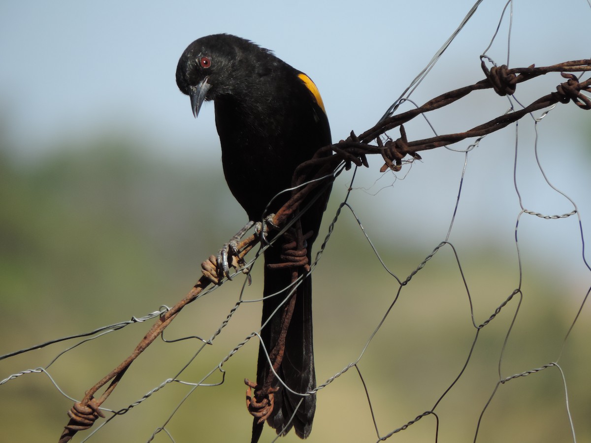 Variable Oriole - ML644664457