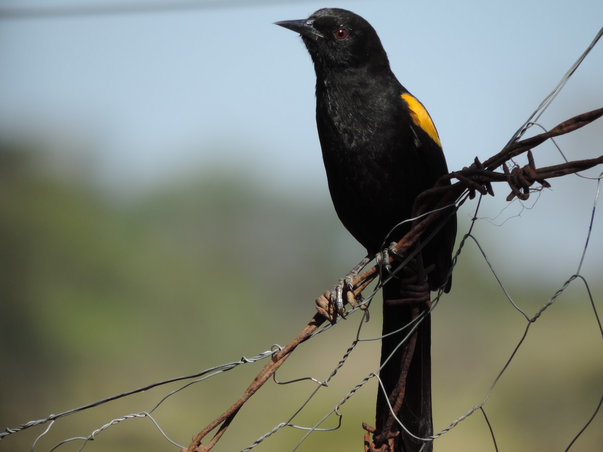 Variable Oriole - ML644664458