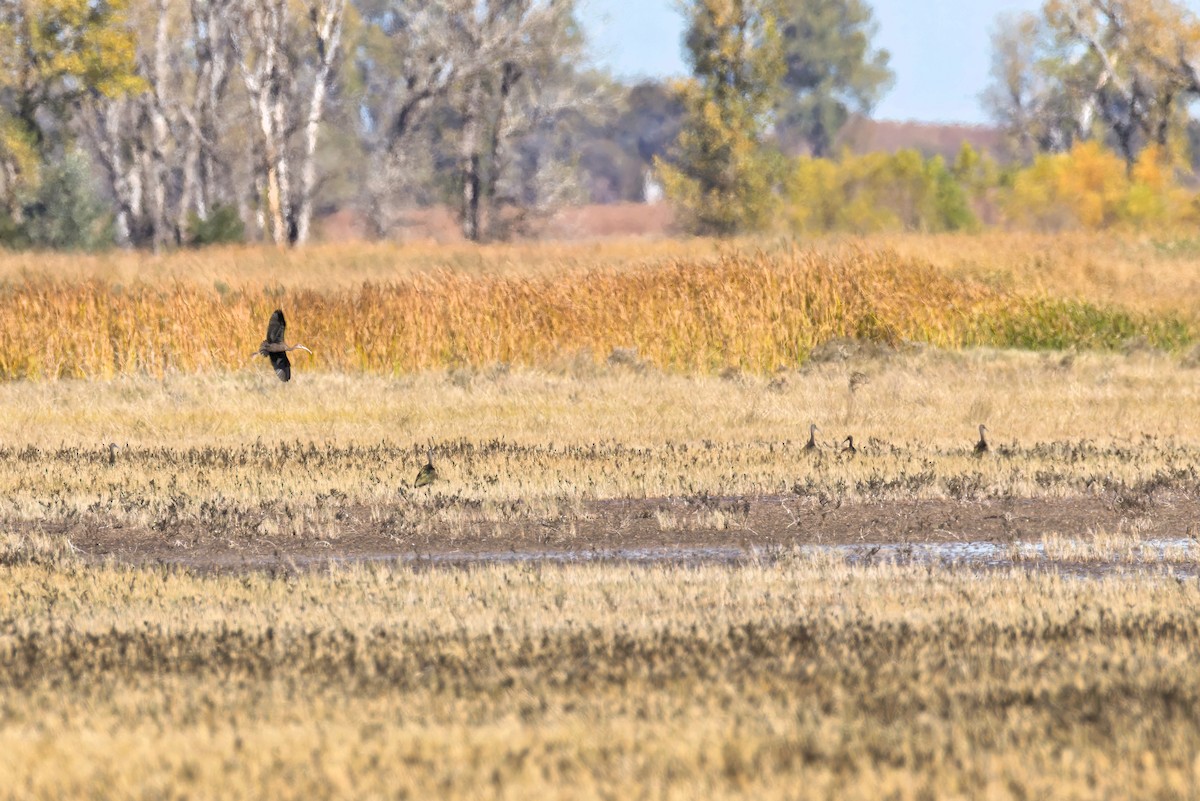 White-faced Ibis - ML644664459