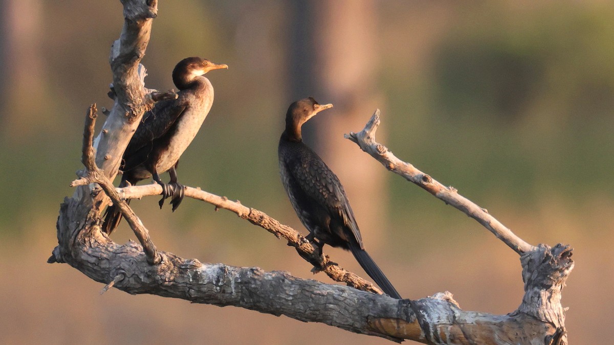 Reed Cormorant - ML644664471