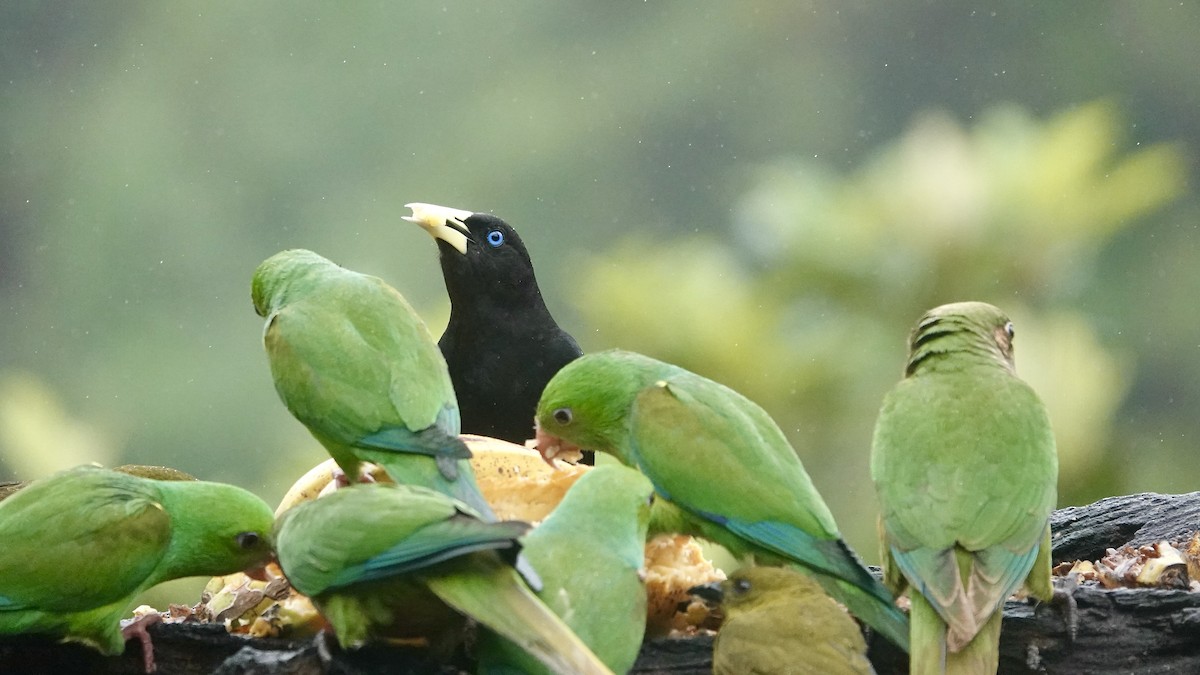 Red-rumped Cacique - ML644664475