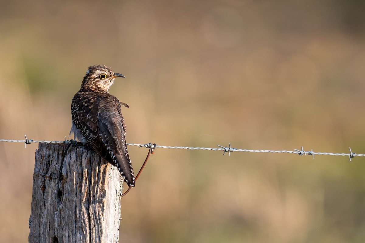 Pallid Cuckoo - ML644664482