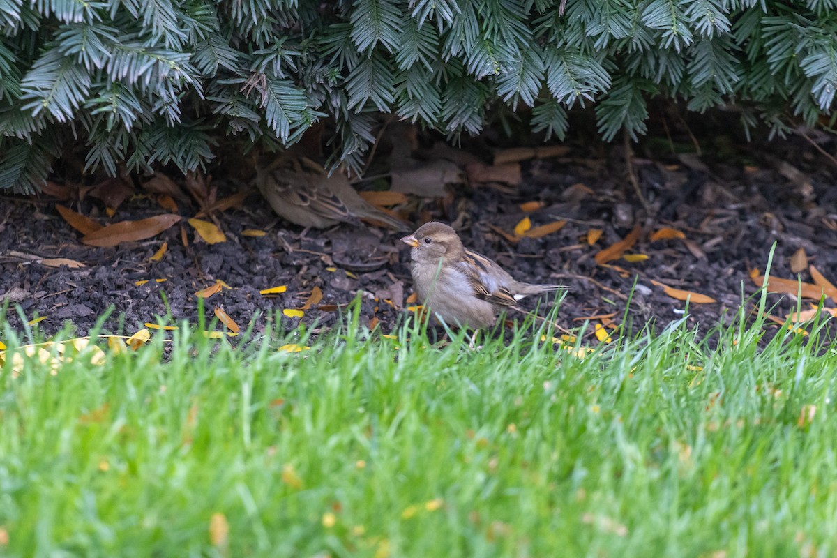 vrabec domácí - ML644664483