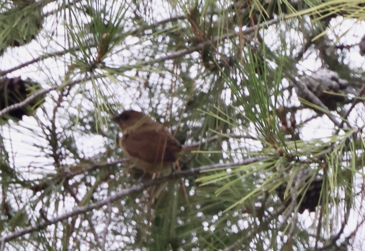 panenka muškátová - ML644664488