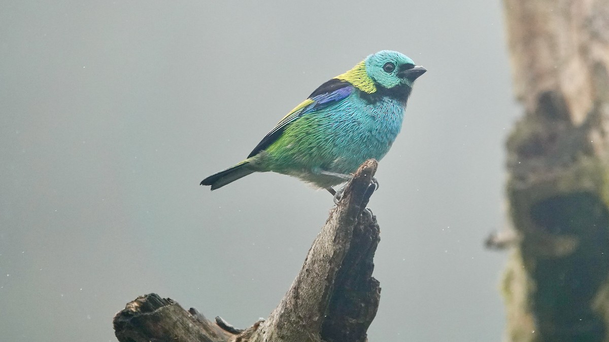 Green-headed Tanager - ML644664490