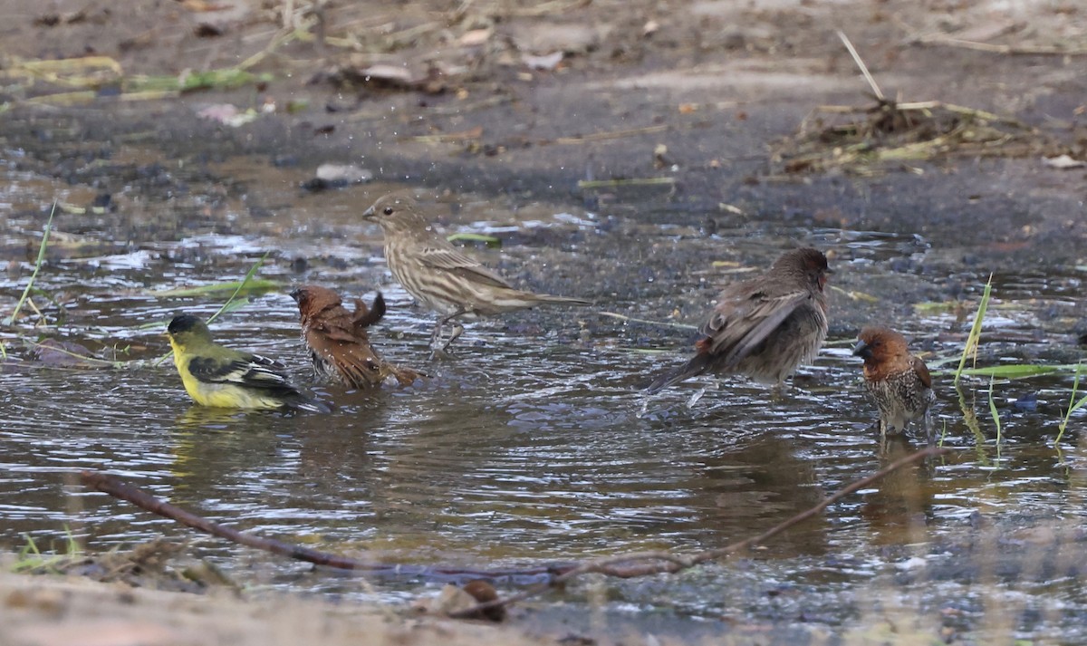 panenka muškátová - ML644664494