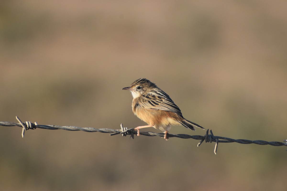 Ihi-txoria - ML644664498