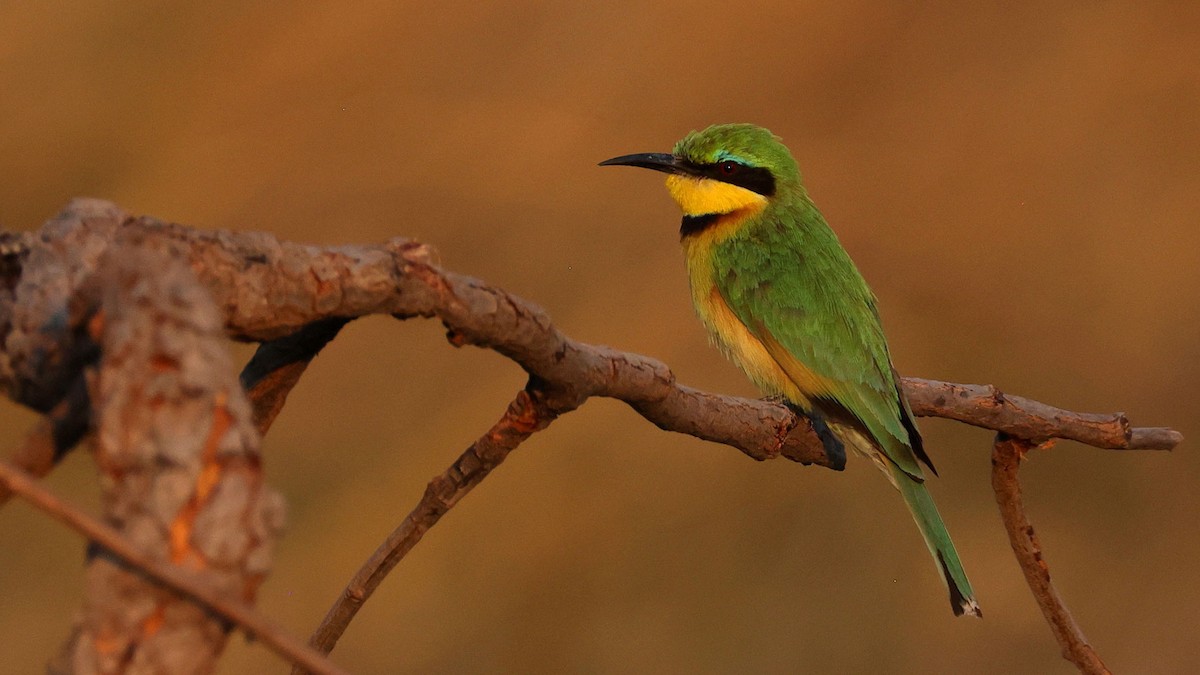 Little Bee-eater - ML644664502