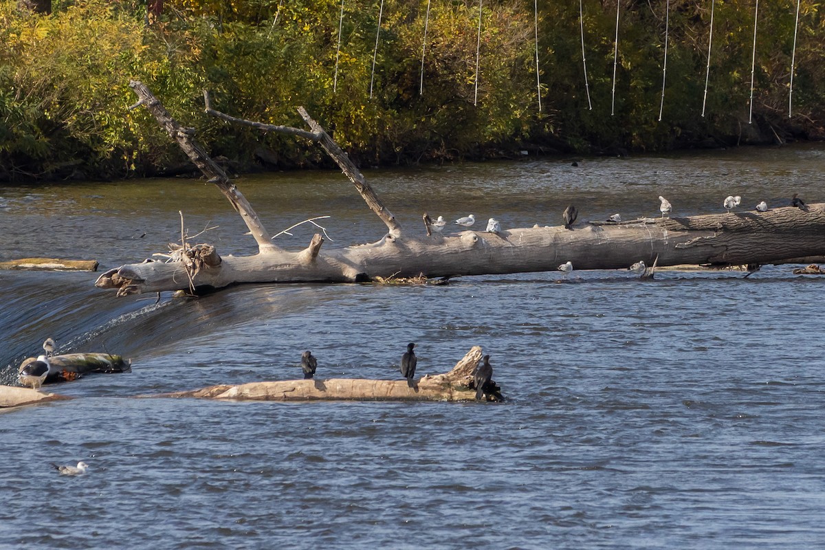 Cormoran à aigrettes - ML644664506