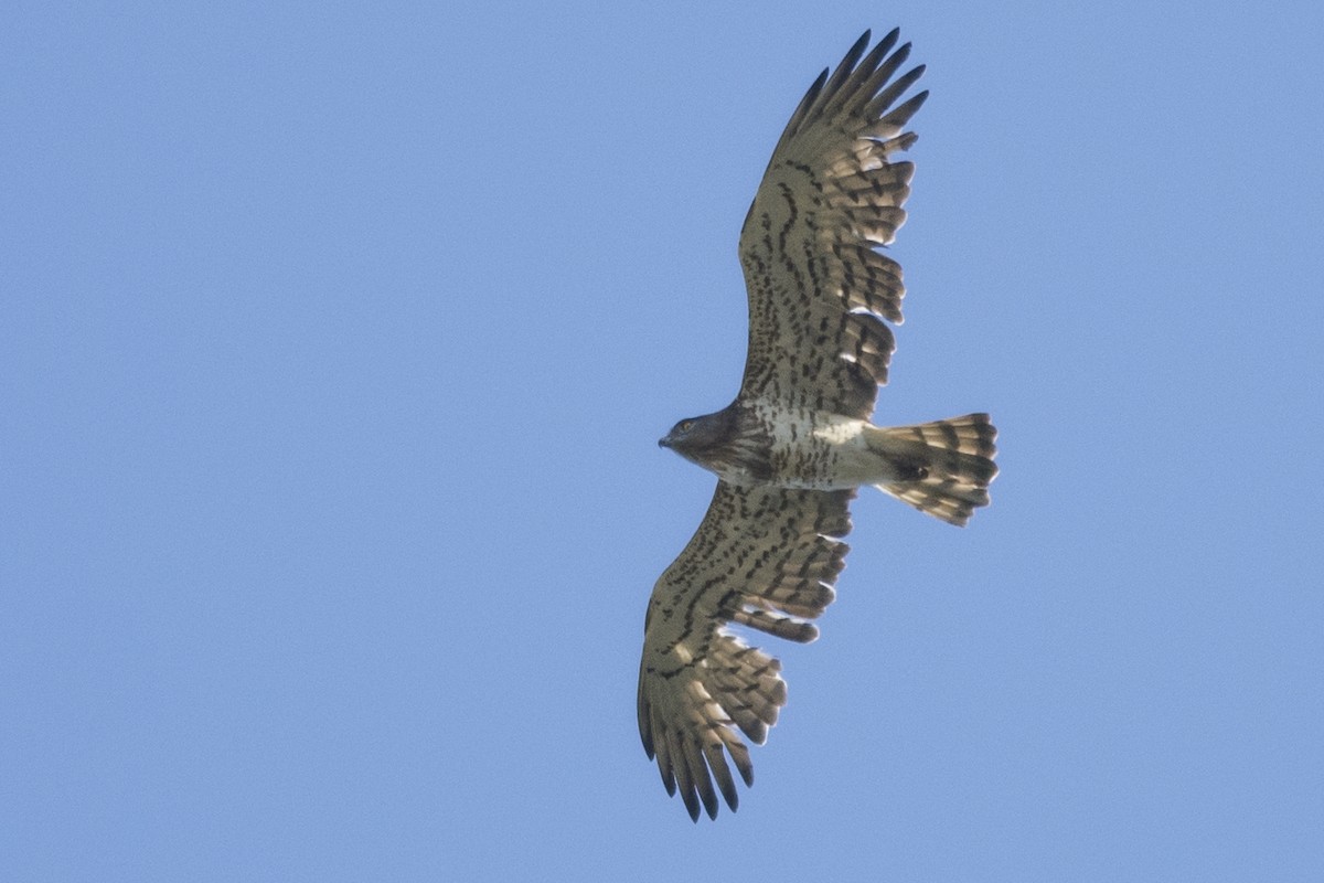 Могойч загалай - ML644664507