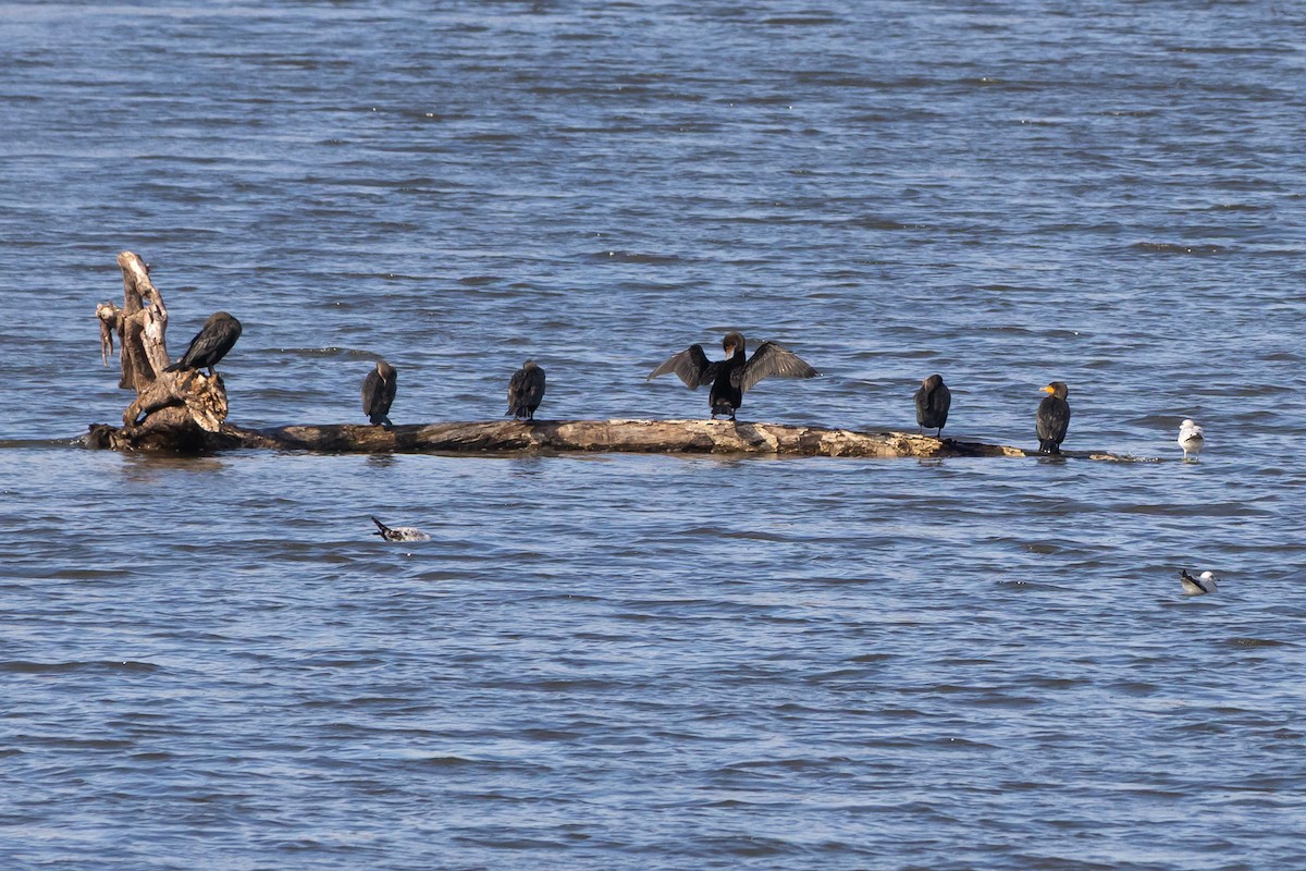 Cormoran à aigrettes - ML644664509