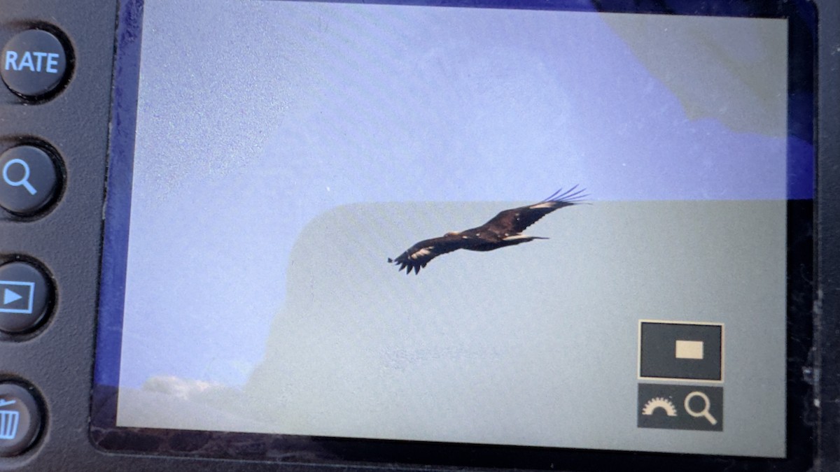 イヌワシ - ML644664516