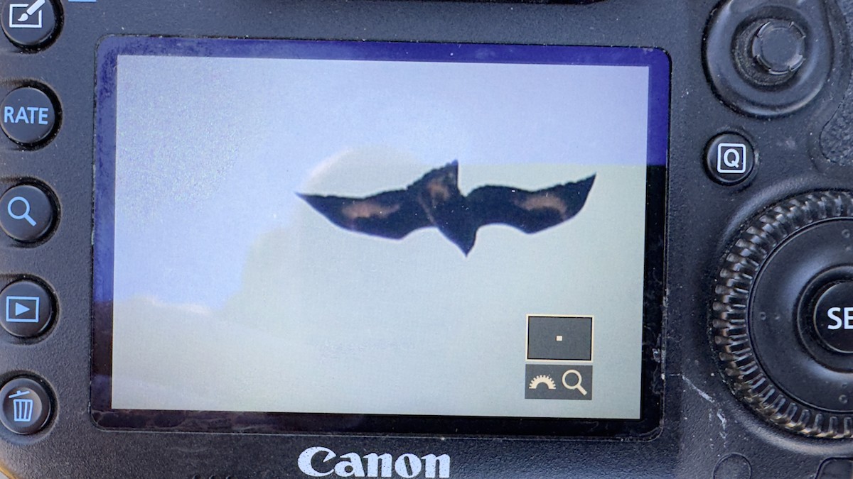 イヌワシ - ML644664517