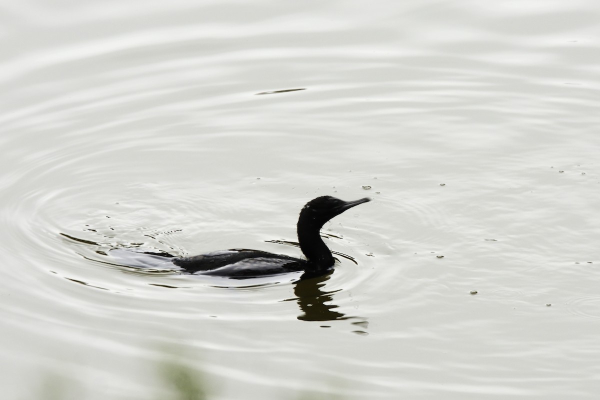 kormorán australský - ML644664518