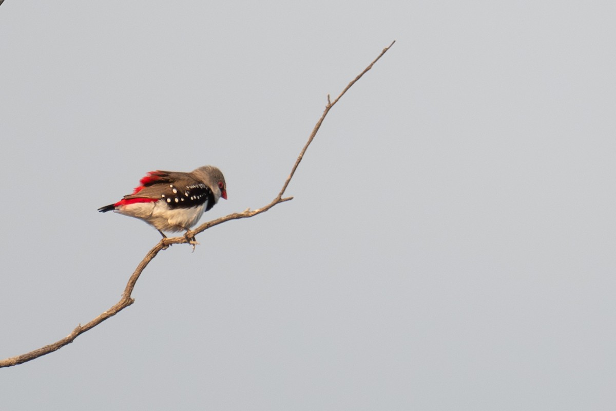 Diamond Firetail - ML644664522