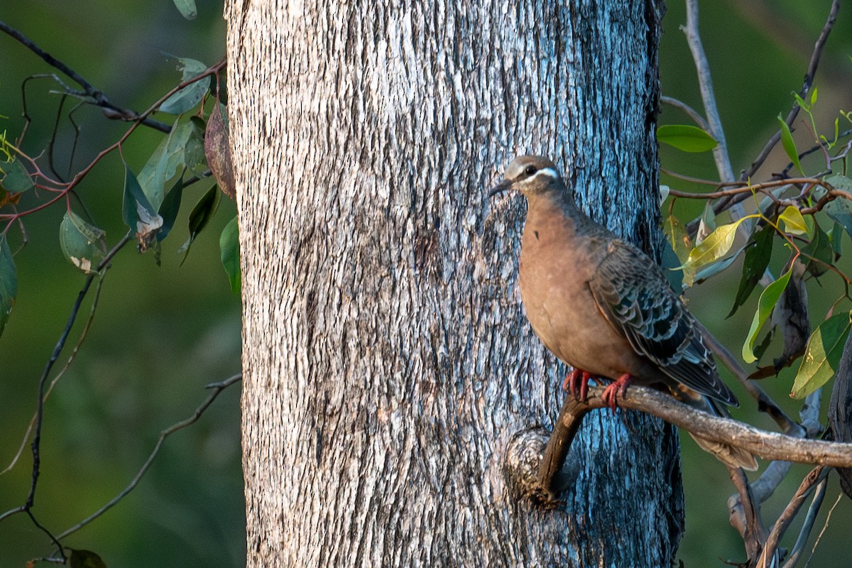 Common Bronzewing - ML644664526