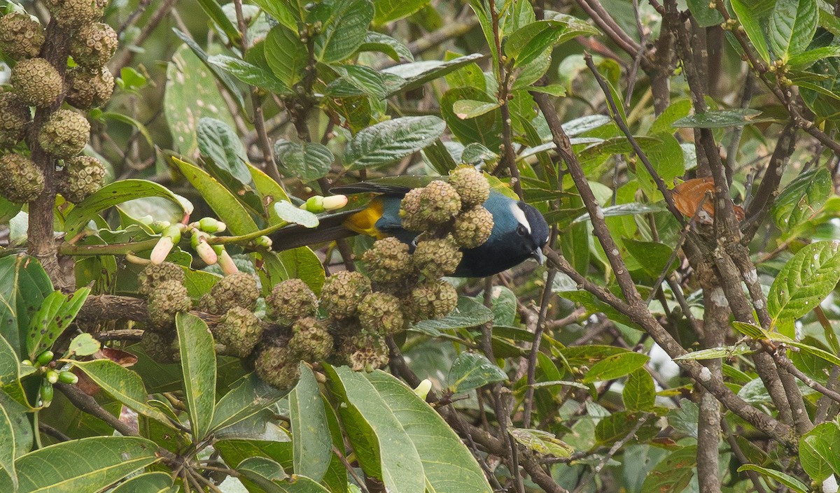 Eastern Crested Berrypecker - ML644664530