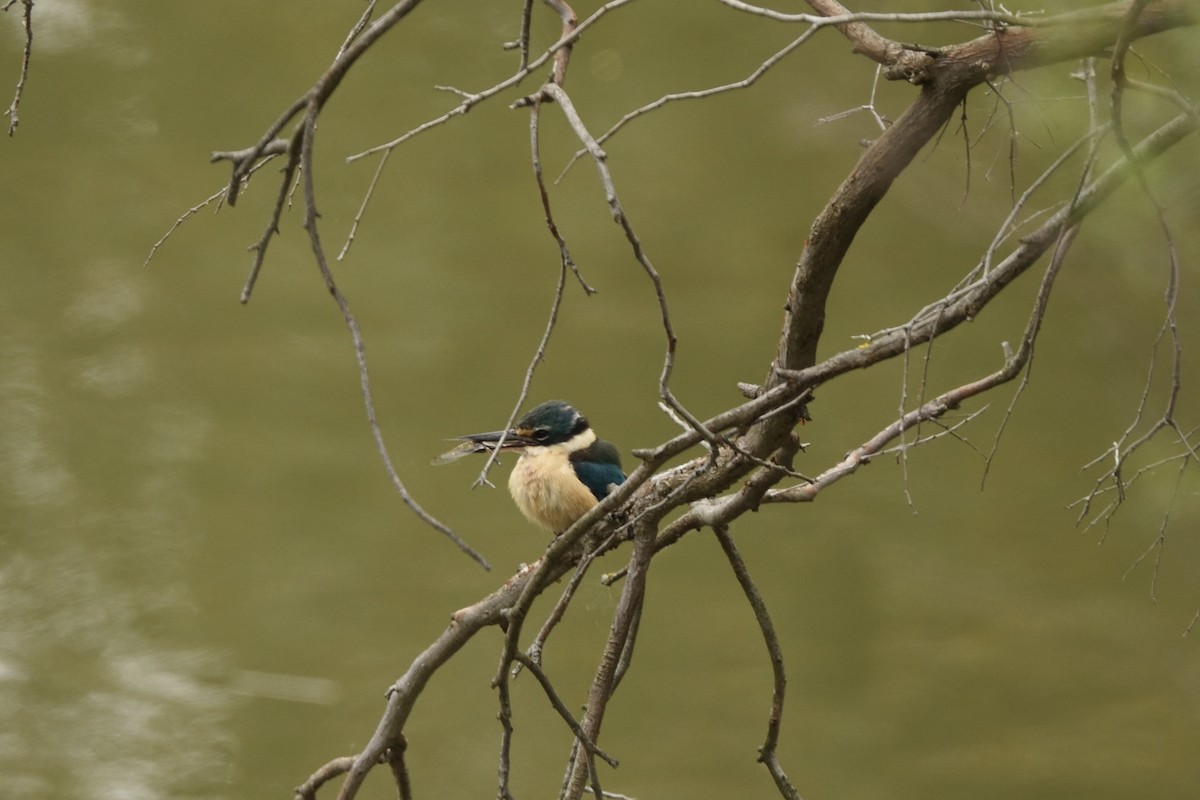 ledňáček posvátný - ML644664531