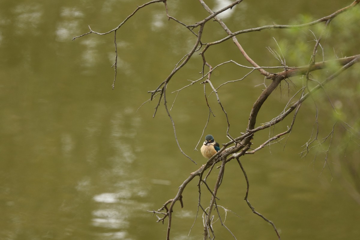 ledňáček posvátný - ML644664532