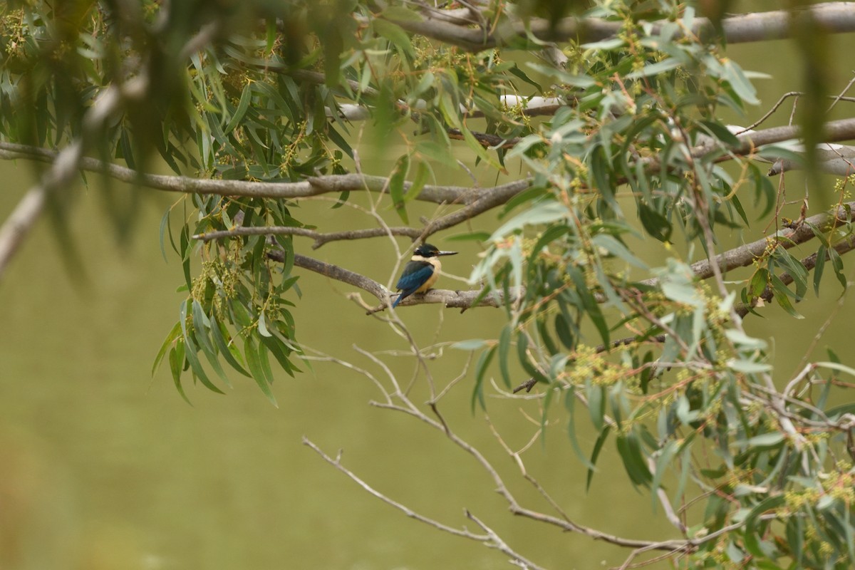 ledňáček posvátný - ML644664533