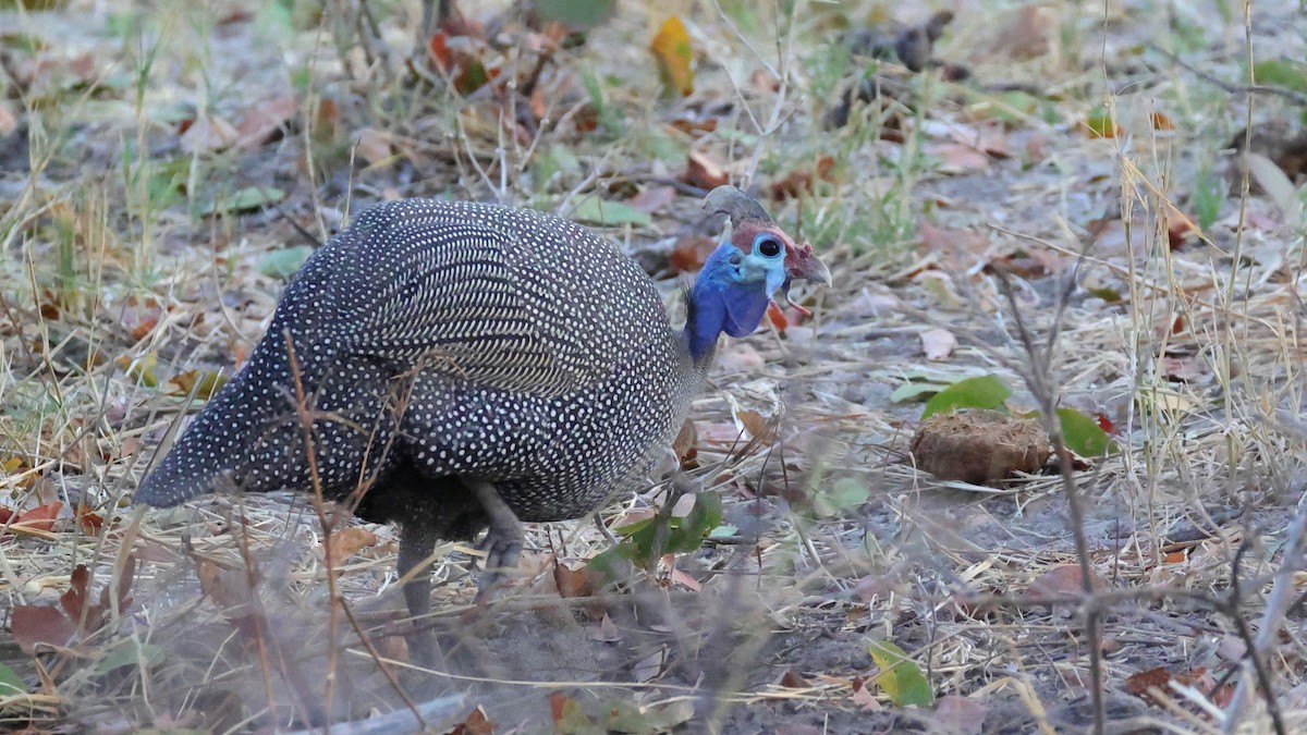 Helmeted Guineafowl - ML644664537