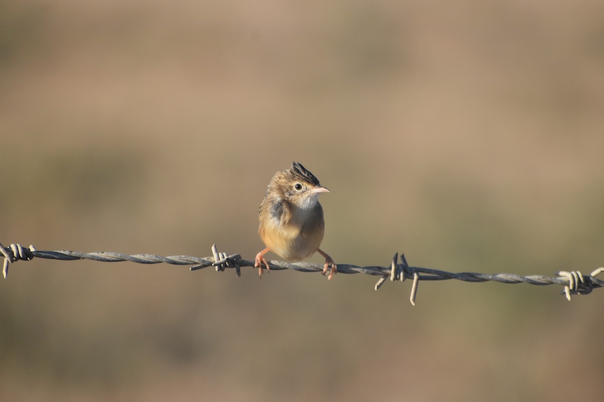 Ihi-txoria - ML644664541