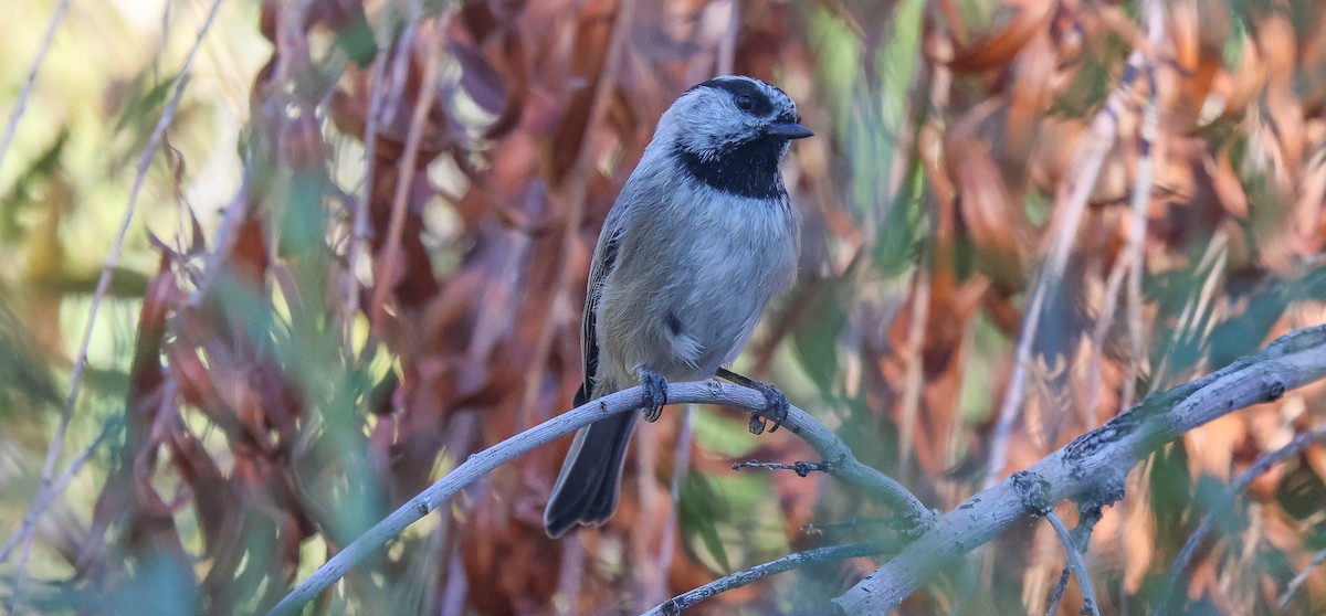 Mountain Chickadee - ML644664542