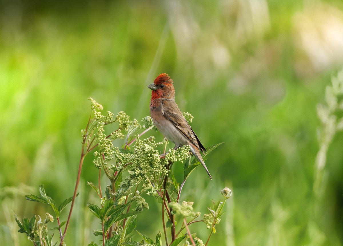 アカマシコ - ML644664544