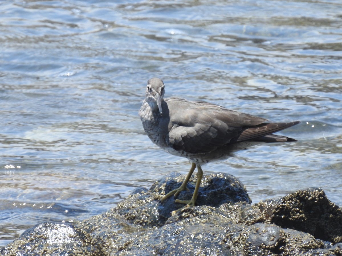 Kuliska alderraia - ML644664546