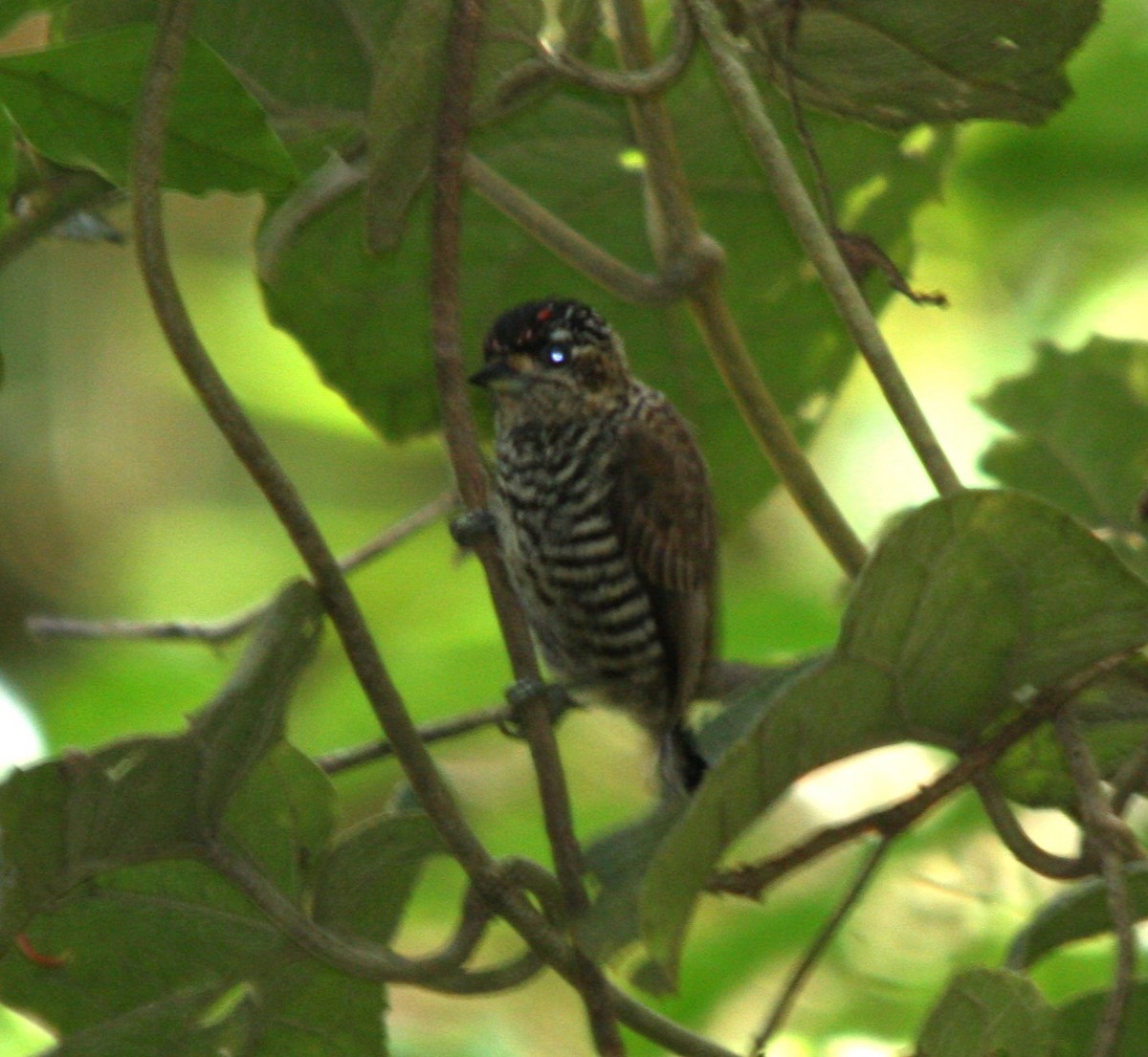 Zebrazwergspecht - ML644664547