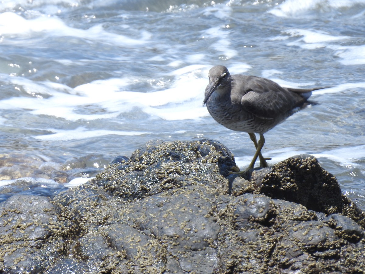 Kuliska alderraia - ML644664548