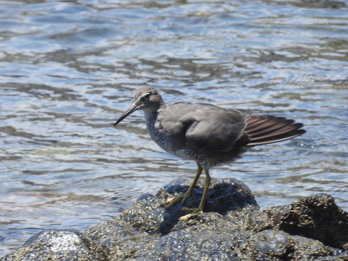 Kuliska alderraia - ML644664549