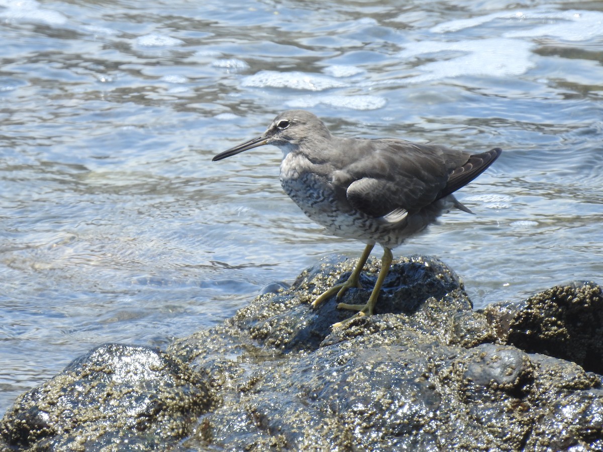 Kuliska alderraia - ML644664550