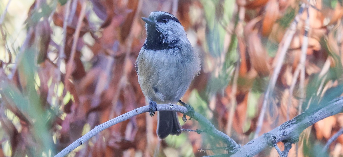 Mountain Chickadee - ML644664553