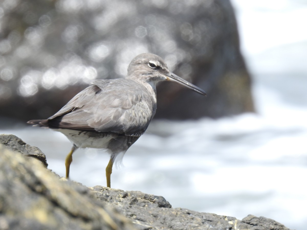 Kuliska alderraia - ML644664554