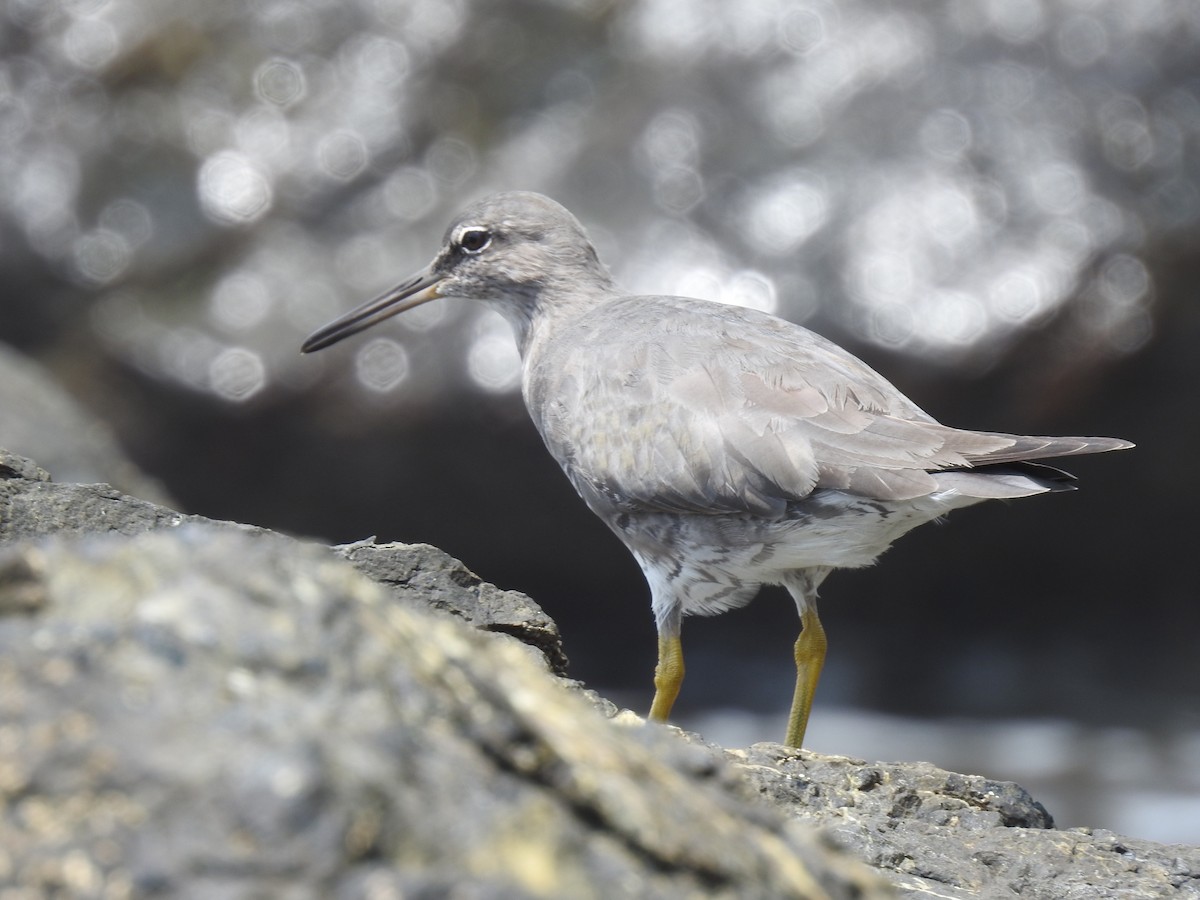 Kuliska alderraia - ML644664555