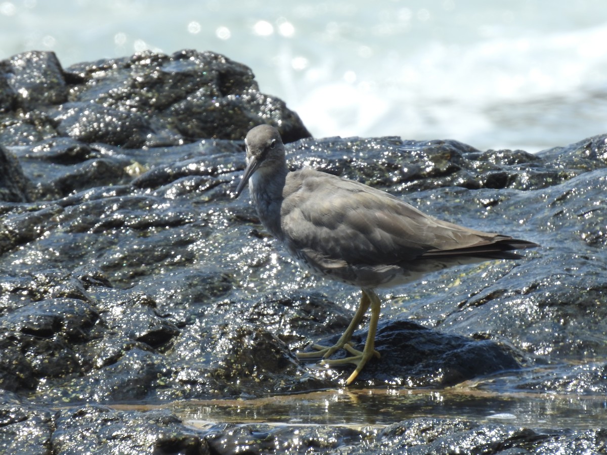 Kuliska alderraia - ML644664556